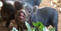 /album/teacup-pigs/sniffing-beauty-420x216-jpg/